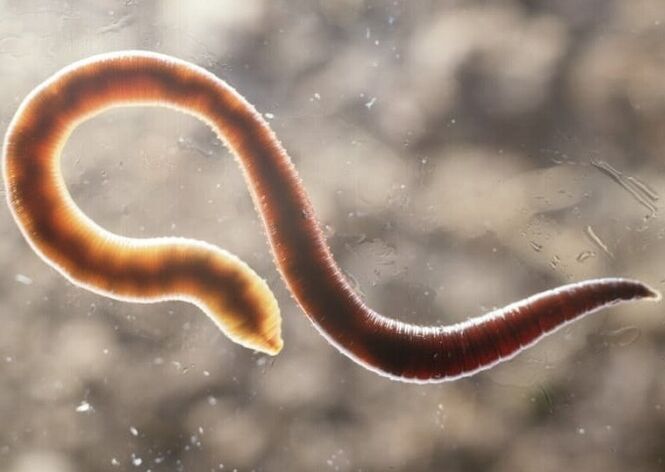 Wurmparasit aus dem menschlichen Körper