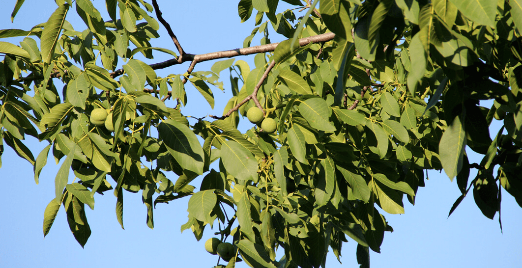Parasiten leben in Walnüssen
