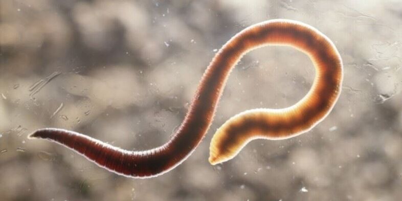 menschlicher Madenwurm